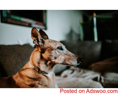 Keeping A Senior Dog Comfortable - Animal Hospital Cedar City, UT