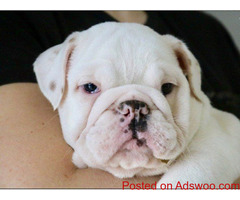 *Akc English bulldog pup**
