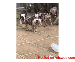 *Akc English bulldog pup**