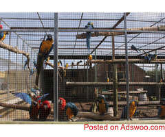 Beautiful DNA Tested Macaws Parrots