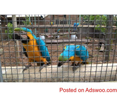 Beautiful DNA Tested Macaws Parrots