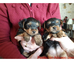 Teacup Yorkie Puppies