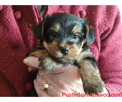 Teacup Yorkie Puppies