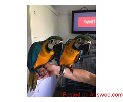 (6) Blue & Gold macaw parrots 15 weeks old