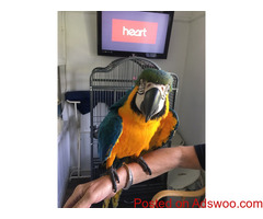 (6) Blue & Gold macaw parrots 15 weeks old