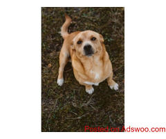 Chiropractic Care - Veterinary Clinic Watertown, WI