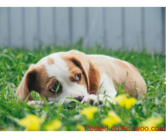 Gardening with Fido - Vet Watertown, WI