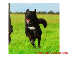 Playing Fetch With Your Dog - Vets in Helotes, TX