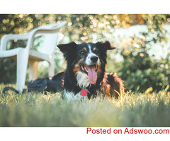 How to Keep Your Dog Cool in the Summer - Veterinarian York County PA