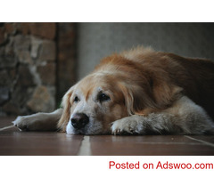 How Old Is Your Dog? - Veterinarian York, PA