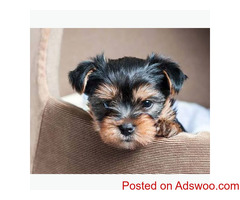 Lovely tiny paws Yorkie online