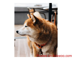 National Akita Day - Veterinarian St. Cloud, MN