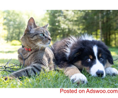 Richmond Veterinary Clinic McHenry, IL