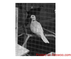 How to Tell If Your Bird Is Sick - Vet Clinic Fox Lake, IL