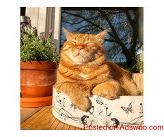 Summer Care for Cats - Veterinarian Carrollton, GA