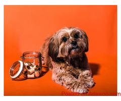 Nutrition & Weight Management - Veterinary Clinic Carrollton, GA