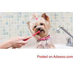Dentistry - Veterinarian Brookville, PA