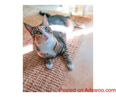 Cat Care Tips for the Summer Heat - Pet Clinic Downey, CA