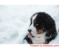 Snow Dog Care Tips - Veterinarian Brant Hills, ON