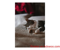 Keeping a Senior Cat Comfy - Vet Brant Hills, ON
