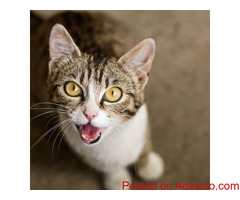 Kitty Communication - Veterinarian Columbia, MD