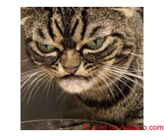 Caring for A Grumpy Cat - Vet Clinic Columbia, MD