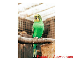 Taking Your Bird to the Vet - Vet Dahlonega, GA