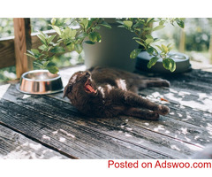 Keeping an Outdoor Cat Healthy - Vet Clinic Dawsonville, GA