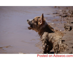Mud Season With Fido - Veterinarian Sandwich, MA