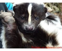 Caring for a Pet Skunk - Vet Clinic Clermont County