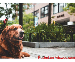 How Old Is Your Dog? - Pet Clinic Jupiter Island, FL