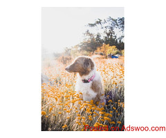 Pet Memorial - Pet Clinic Unionville, ON