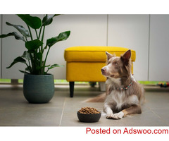 Learn About Grain-Free Dog Food - Vet Clinic Unionville, ON