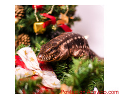Hiring A Petsitter For Exotics - Vet Clinic Mondovi, WI