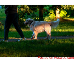 Safety Tips For The Dog Park - Pet Clinic Carlisle, ON