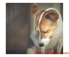 9 Signs That Your Pet Is In Pain - Veterinarian Marshall County, MS
