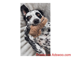 Pica in Dogs - Veterinary Clinic Marshall County, MS