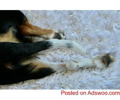 Bone & Joint Problems - Animal Hospital Bennington, NE