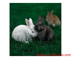 Keeping Your Rabbit Cool - Veterinarian Omaha, NE