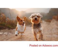 Dog Products | Best Dog Accessories at Best Price | Shop Now!