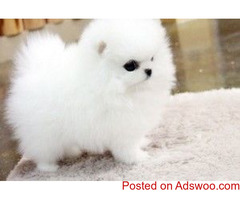 Teacup Pomeranian Puppies for Adoption into Good homes Only