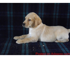 Wonderful Labrador Retriever Pups for Sale
