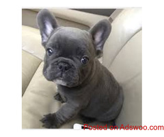 Adorable French Bulldog puppies