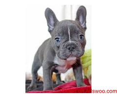Adorable French Bulldog puppies