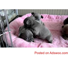 Adorable French Bulldog puppies