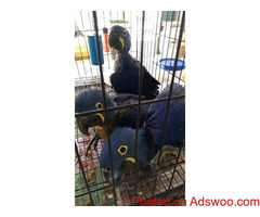Hyacinth Macaw Parrots  for adoption