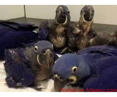 Hyacinth Macaw Parrots  for adoption
