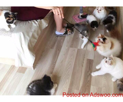 Persian Kittens Available