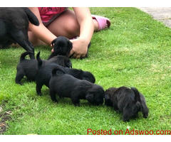 Pug puppies
