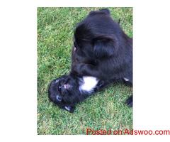Pug puppies